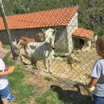 bambini capre fattoria didattica
