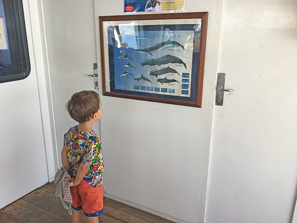 bambino ammira cetacei