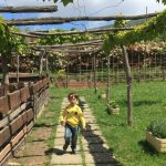 fattoria didattica il ciliegio genova